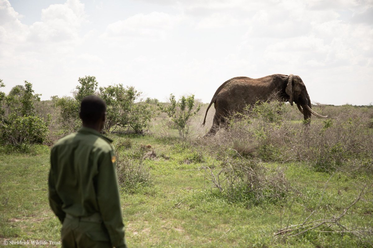 As our SWT/KWS Veterinary Teams can vouch, there are few things more satisfying than watching an elephant stand back on its feet after a lifesaving operation, and stride off back into the wild. What’s your proudest moment?