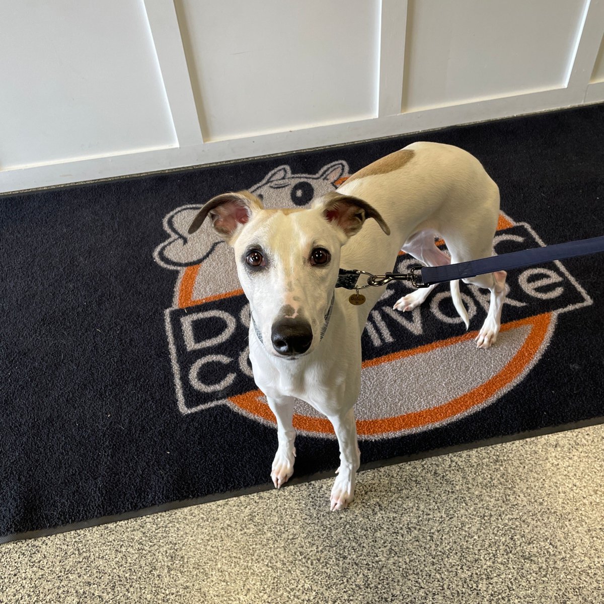 Welcome to the D.C Family, Rolex!
According to Lauren, he's a Watch Dog.... get it? 😂

#whippet #whippetgood 
#dogsofinstagram #domesticcarnivore #rawfed #rawfeeding #ancaster #dogsofdomesticcarnivore
#rawdogfood #dogtreats #allergyrelief