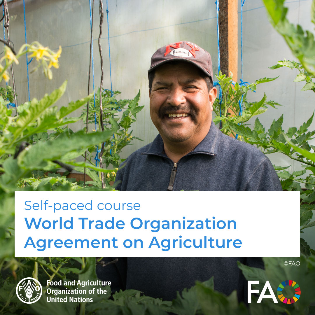 🎓FREE self-paced course! World Trade Organization Agreement on Agriculture 📜 Strengthen your capacities for analyzing the international economic situation and policies related to international trade Enroll! ➡️ ow.ly/OgiO50QMxIP @FAOCampus