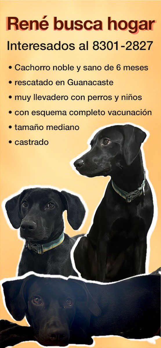 Este gordi de 6 meses busca casita 🩷 me ayudan por favor a compartirlo?