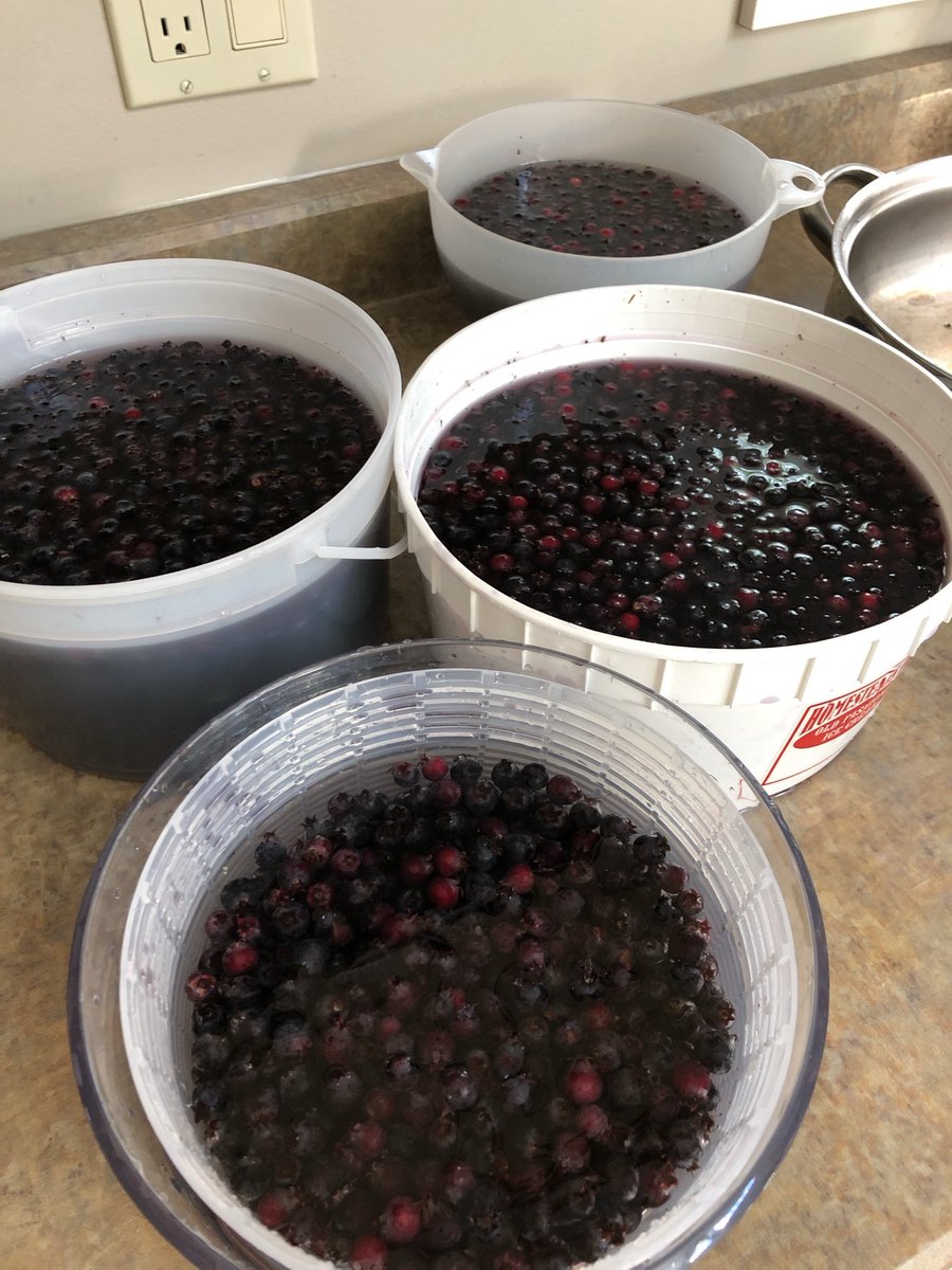 TBT to an awesome Saskatoon berry season. Looking forward to digging in the bush again soon! 😂 #hope #saskatoonberries #saskatchewan