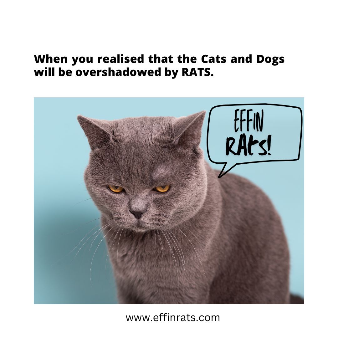 RATS will inherit the hole!
#effinrats #memecoin #utilitytoken #soleffinrats #rats