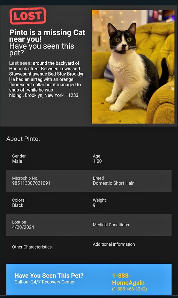 📢🆘️🇺🇸🗽⏳😿Please RT to find Pinto #NYC #missingcat #lostcat #Brooklyn #CatsOfTwitter #CatsOfX @HAPetRescuer