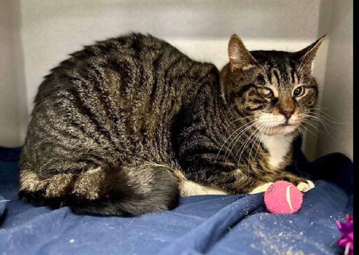 🆘🆘 SHELDON 7YO, MALE – IN MANHATTAN ACC 🆘🆘 - came into the shelter as an aco - owner surrender on 4/1/2024, with the surrender reason stated as person circumstance- moving. 😿 😿 😿 😿 SHELDON was brought in without information on his behavior history in a home environment