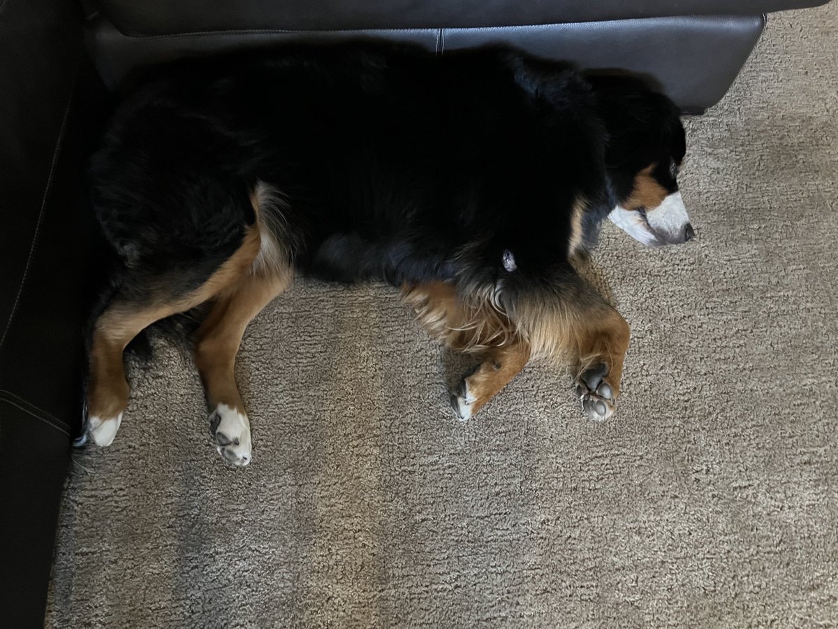 Now that it’s room temperature outside she will be hibernating beneath the a/c vent in the basement until further notice. #dogsofx #doublecoat #snowdog