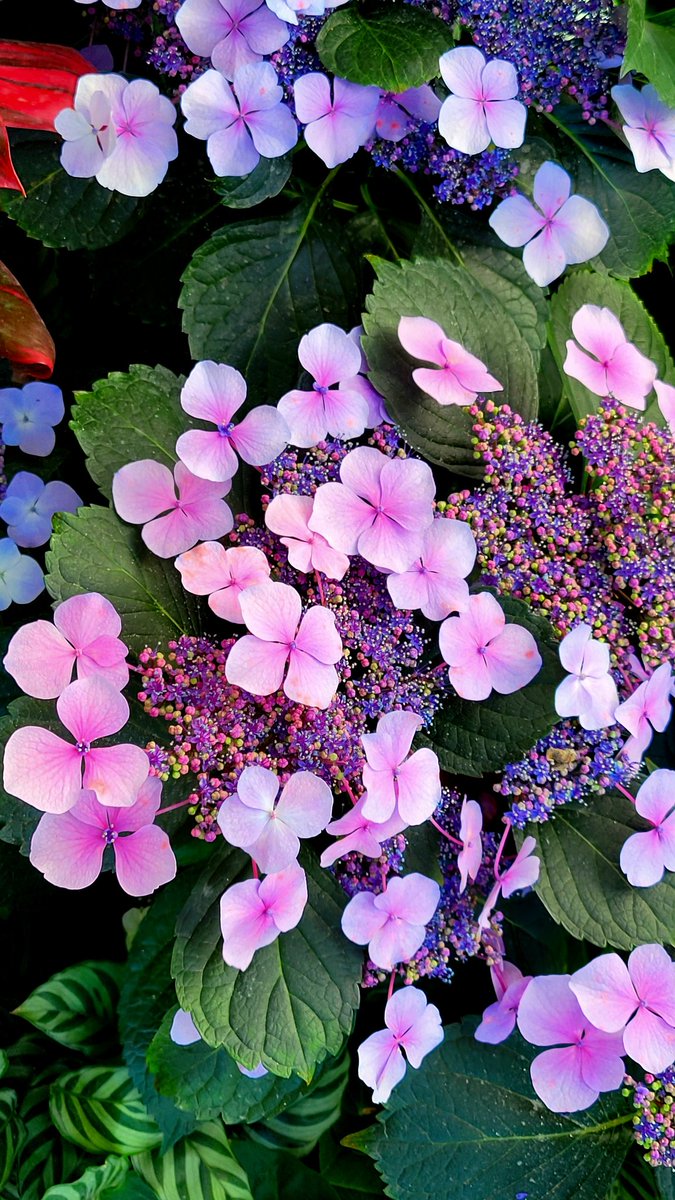 Love these Hydrangea♡