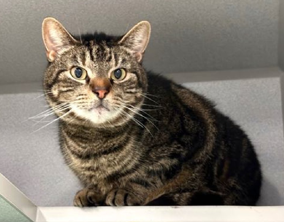 🆘🆘 JULES, 7 YO, MALE – IN MANHATAN ACC 🆘🆘 - came into the shelter as an aco - owner surrender on 4/1/2024, with the surrender reason stated as person circumstance- moving. 😿 😿 😿 😿 JULES tolerates attention and petting but appears fearful or stressed in the shelter. He…