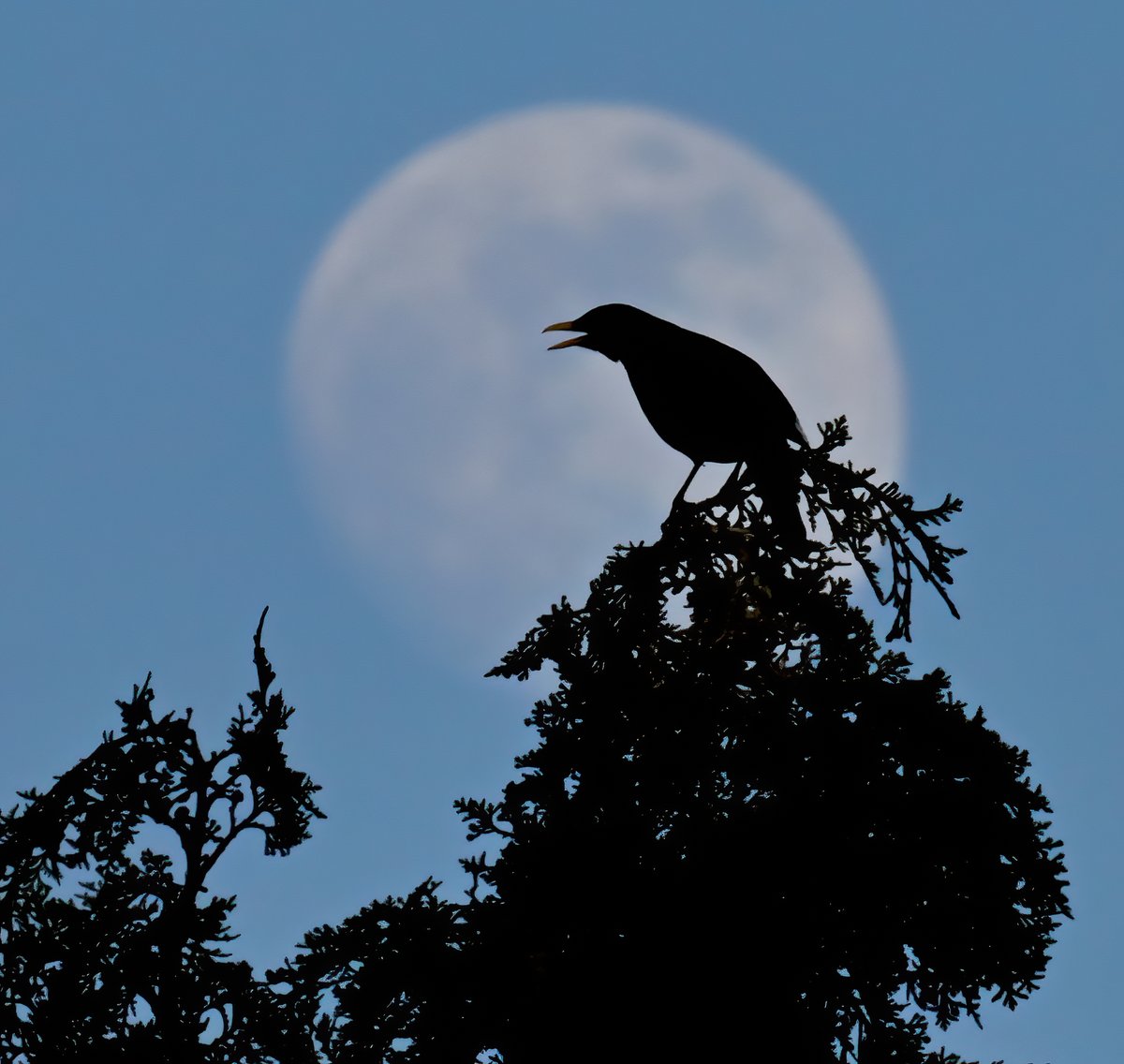 Blackbird moon! 😍
 Taken a couple of nights ago in my Somerset village. 😊🐦