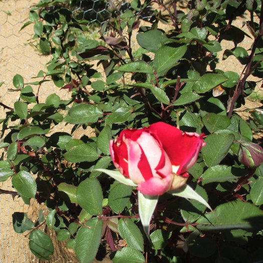 🌿🌹💟🌹🌿 red and white roses