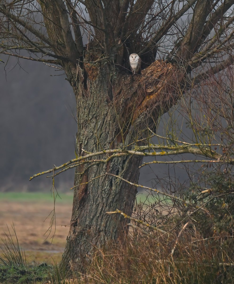 As it's Friday, I'm asking all my followers to please retweet this post if you see it, to help my bird account be seen!🙏
  To make it worth sharing, here's 'The Watcher'... a Barn Owl on the Somerset Levels. 😍🦉
 Thank you very much! 😊🐦