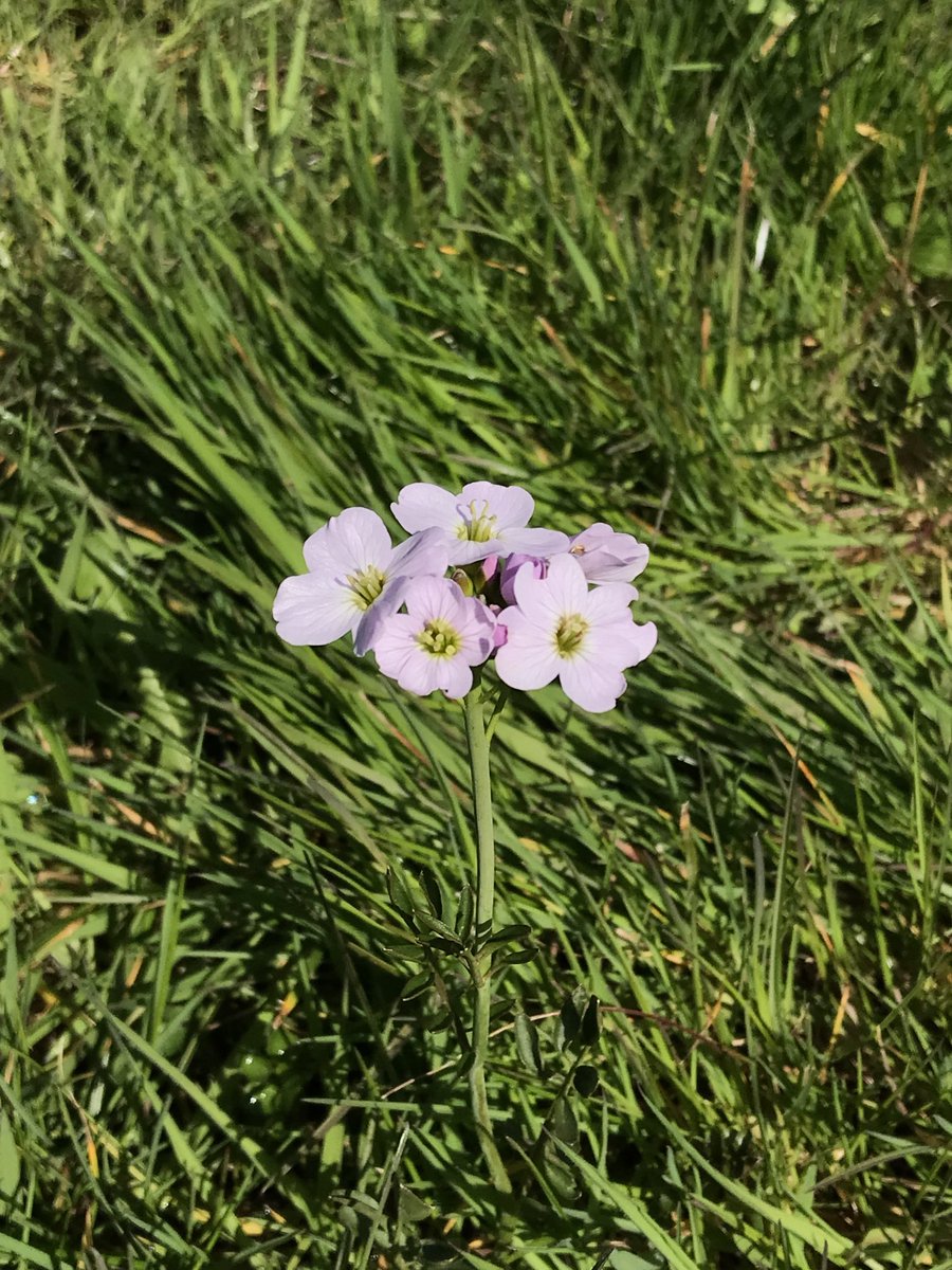 Cardamine pratensis, the cuckoo flower 🌸 (lady’s smock) so-called as it appears when the eponymous bird does. These wildflowers play an important role in the lifecycle of orange-tip butterflies on the wing at this time of year. Shout-out to ⁦@Lettiemccarthy⁩ for the ID.