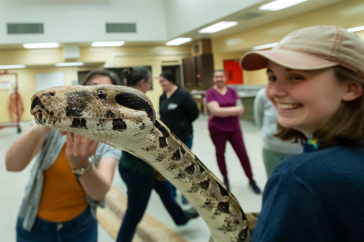 Ssssooo much love for snakes of all sizes this week at #WSUVetMed. An offshoot of our reptile medicine course led by Dr. Nickol Finch, WSU alumna Dr. Sara Mayes ventured back home to Pullman to offer students throughout the curriculum hands-on training #Snakes #WSU #GoCougssssss