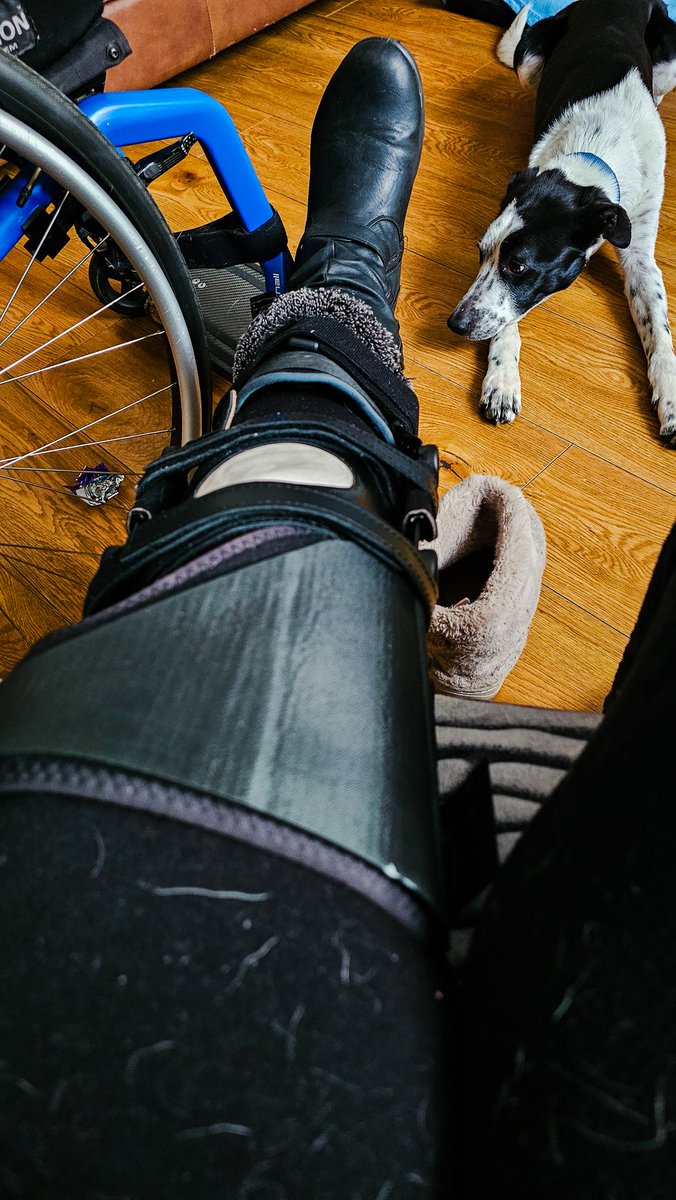 I finally picked up another new leg brace today. 

Unlike my previous pairs, these are all-in-one knee ankle foot orthosis. And they are made of carbon fibre.

Of course my dog Spot had to come and inspect!

#EDS #EhlersDanlosSyndrome