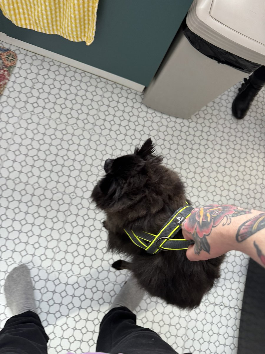 lifeof_pxblo's tweet photo. equippable ahh dog https://t.co/myrL6L5tVW