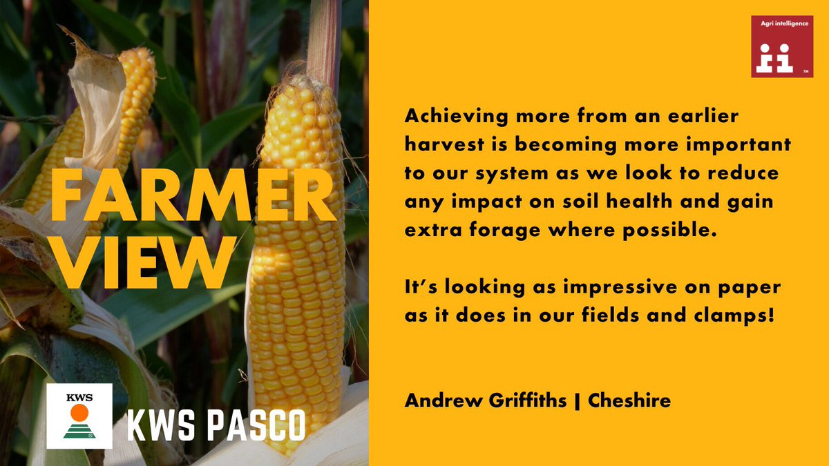 🌽 Cheshire grower on why they went 100% Pasco for 2023 💬 Achieving more from an earlier harvest is becoming more important to our system as we look to reduce any impact on soil health and gain extra forage where possible. 💛 @KWSUKLtd