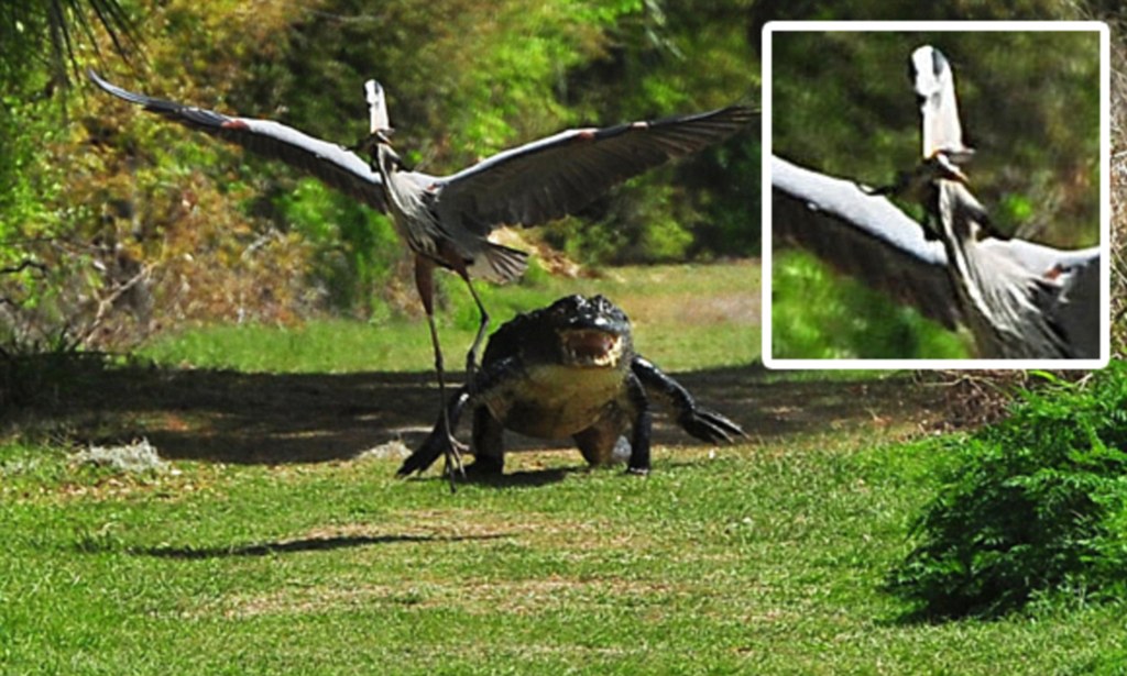 #Photographer captures #bird stealing #BabyAlligator from its #mother zorz.it/3TnKL4B | #MattGrowcoot #DramaticScene #TedRoberts #alligator #Florida #GreatBlueHeron