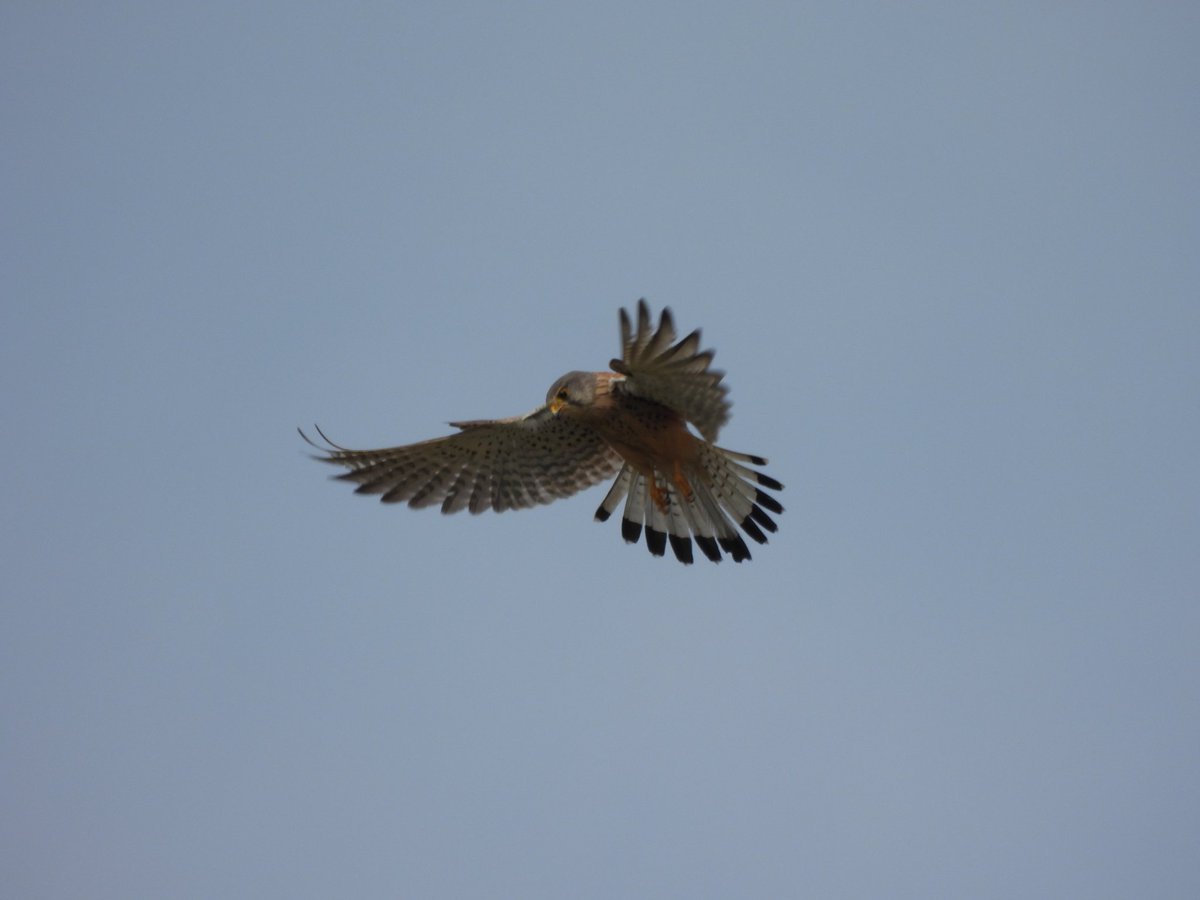 Turmfalke ♂️

#FalconFriday
#Birds #BirdsOfTwitter
#NaturePhotography
#Fotografie
