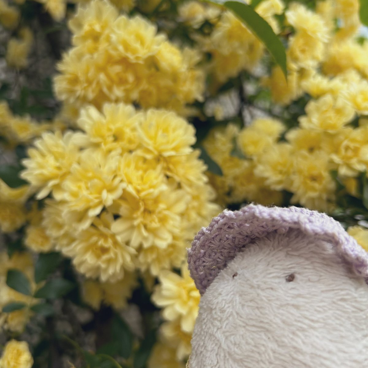 最近近所のお散歩ばかりでごめんね〜 でも道端のお花見て歩くのも楽しいね🌼