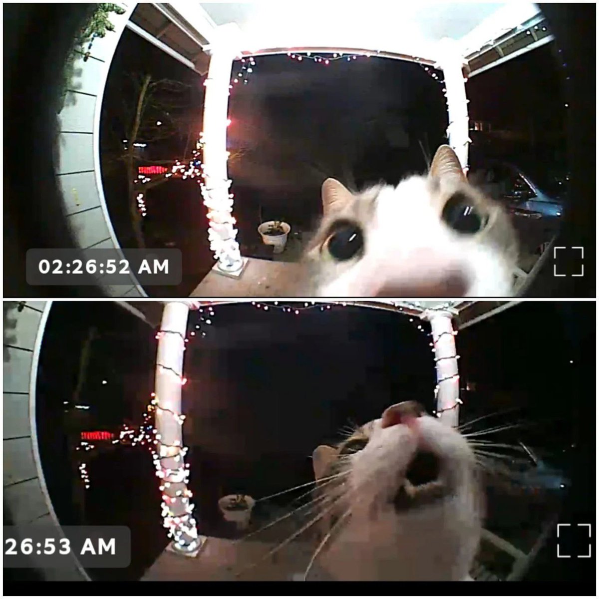 Cat activated the video doorbell after being locked outside