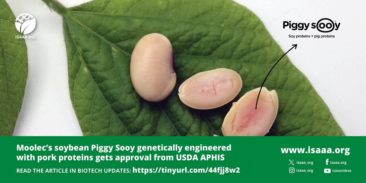 Piggy Sooy, Moolec's genetically engineered soybean with pork proteins has received approval from APHIS. The review concludes that Piggy Sooy is unlikely to pose an increased plant pest risk compared to conventional soybeans. Read more in #BiotechUpdates: tinyurl.com/44fjj8w2