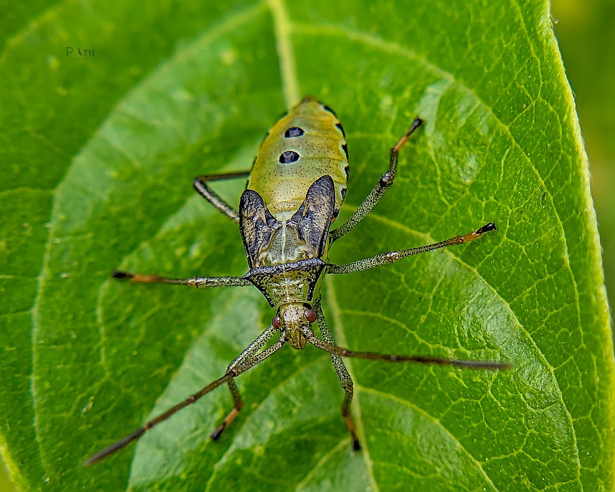 Leaf Footed Bug Use their piercing-sucking mouthparts to feed on the sap of various plants, including flowers, fruits, and seeds. Can cause damage to crops like tomatoes, beans, and nuts by feeding on developing fruits and seeds. @IndiAves @Avibase