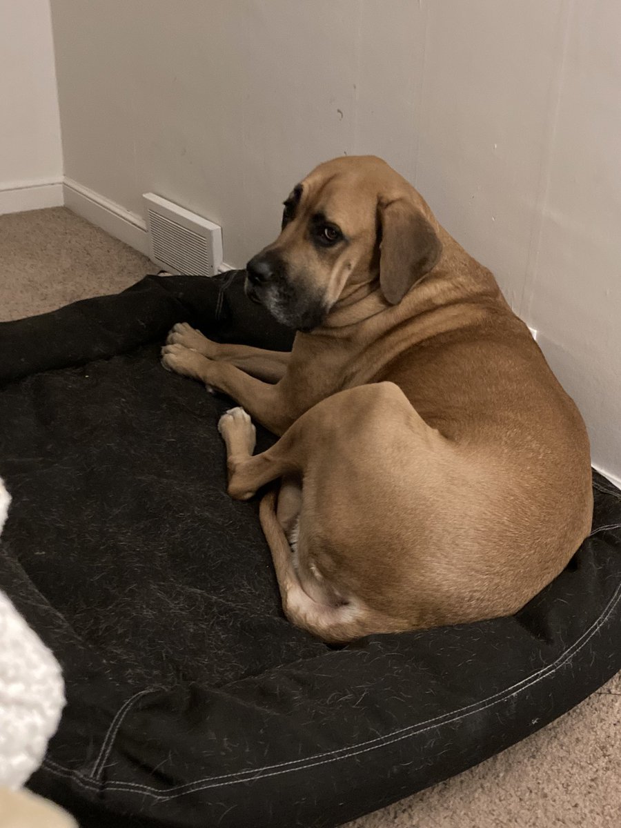 First… they get rid of my couch. 

Then, I get kicked off the BigBed because I was laying on moms blankets and she couldn’t pull them out from under me because I am “too heavy.” 😤🙄