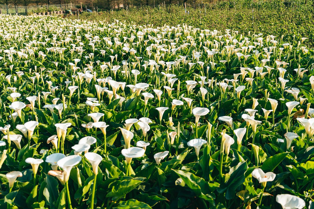 NOTICIASTaiwan's tweet photo. El lenguaje de las calas🌷🌷
Dicen que las calas representan pureza, compasión y belleza, y hay quienes consideran que también dan suerte.
La temporada de las #calas en la pintoresca comunidad de #Zhuzihu, en el Parque Nacional #Yangminshan en Taipéi está por culminar el 28/4. https://t.co/eacTSYdryO