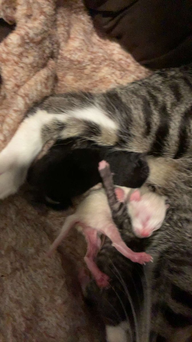 Momma cat had her babys