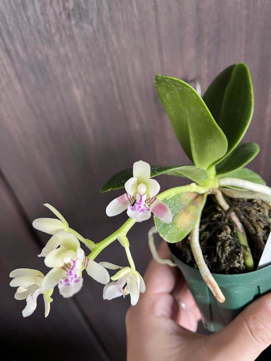 Phalaenopsis japonica

我が家でナゴラン初開花です✨
爽やかな良い香りもして癒される😌

小さくてかわいいなぁお前😆

花ごとに微妙に特徴違くて、
特に2枚目の花だけのべーっとしたピンクの色が入ってた👀

#ご蘭なさい #洋ラン #洋蘭 #orchid #orchids #orchidshare