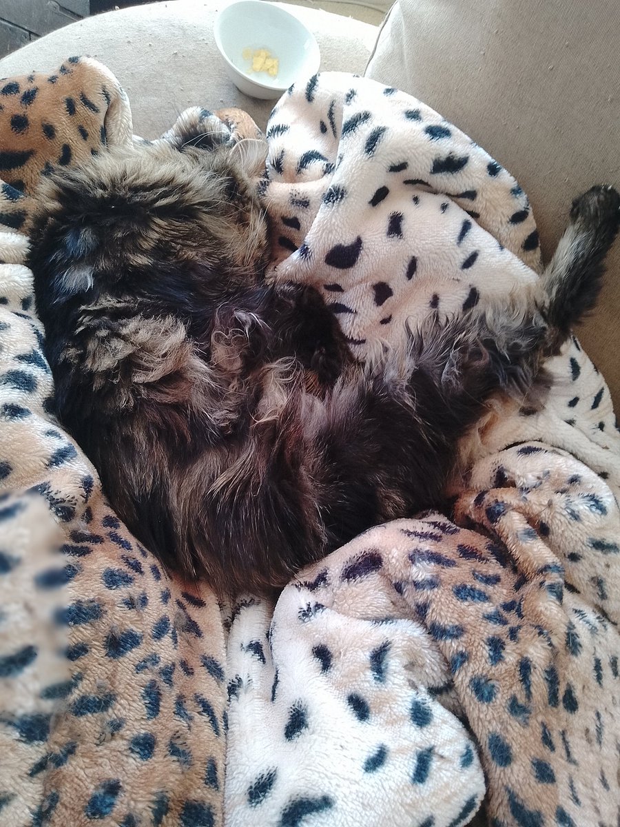 Three-legged Jake.. Midday snooze after Cheddar cheese lunch.... 😃😃😃