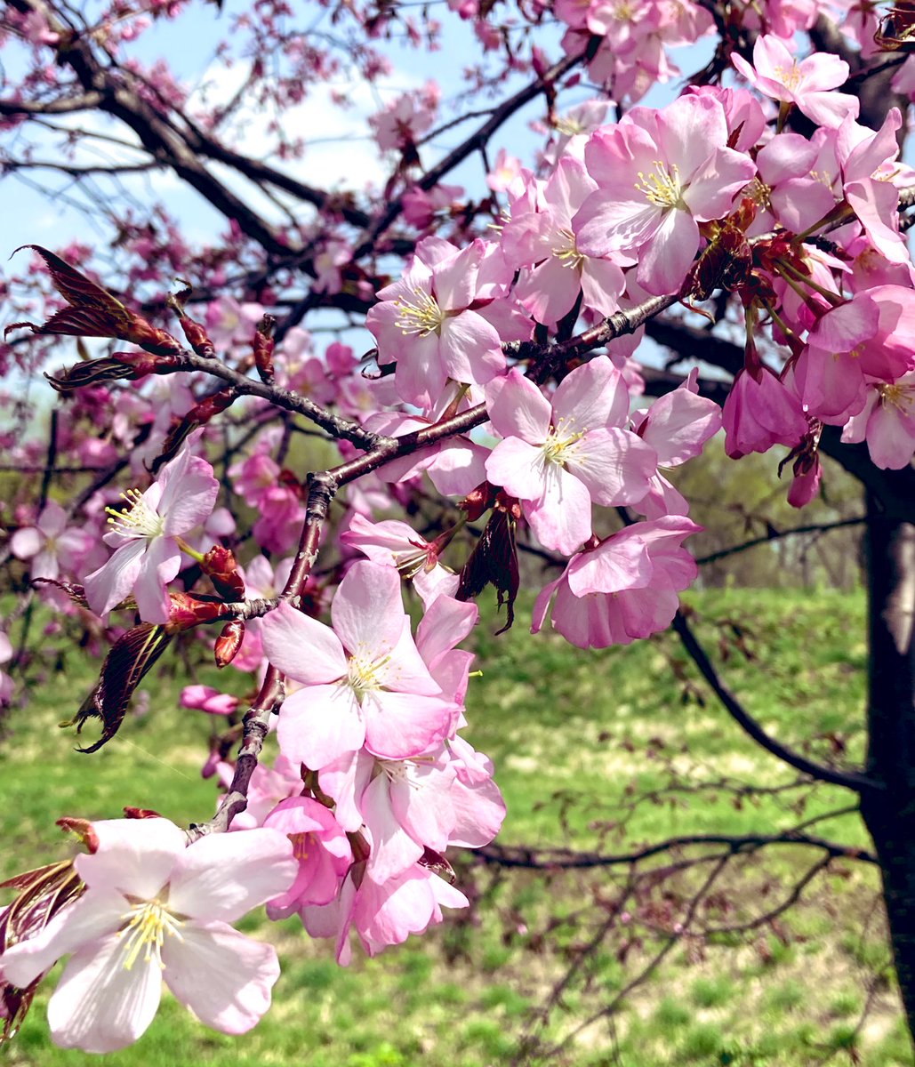 咲いたー、旭川でも桜が咲いたよー😊🌸