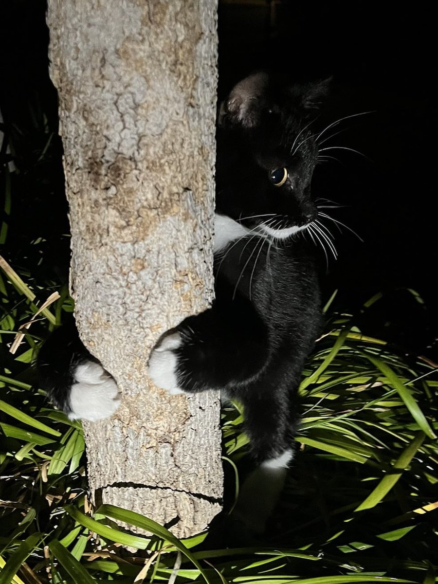 Black cat can't be seen at night LOL 
 🐈‍⬛🌚🐈‍⬛🌚🐈‍⬛🌚

 #darkness #stealth #cat #catlife #halfstraycat #whitecat #blackcat #lovelycat #pawpads #cattastic #catoftheday