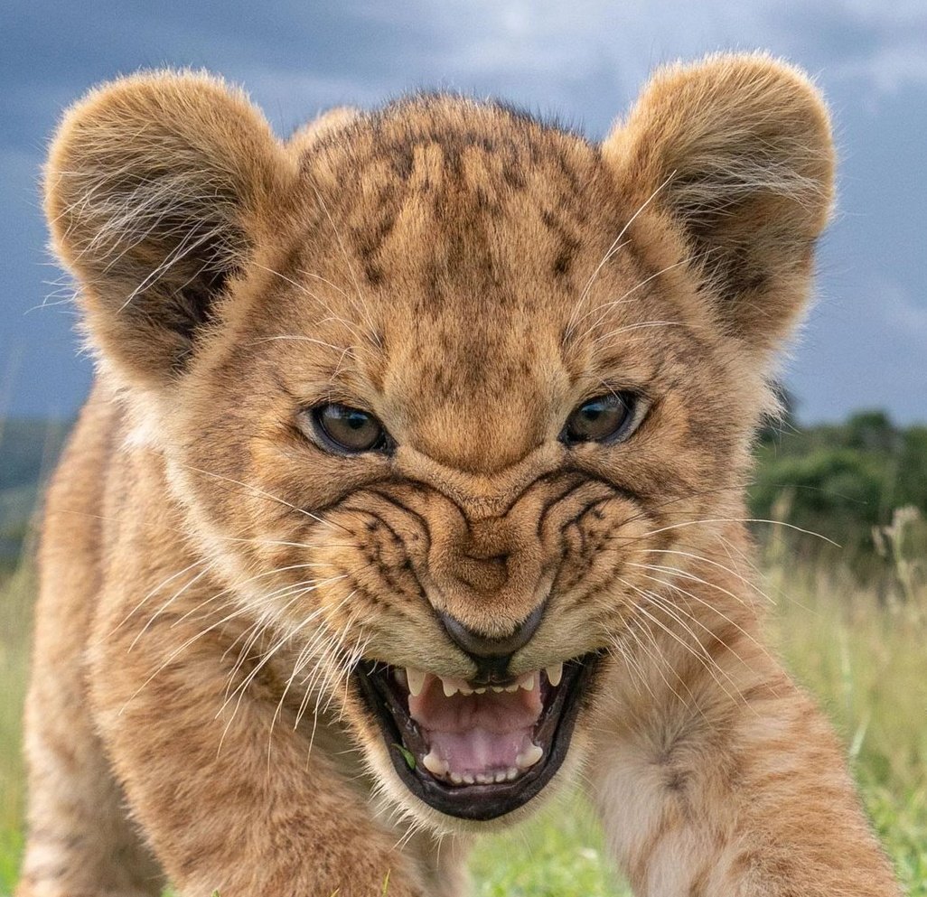 1soundtech1's tweet photo. Rawr @CentralWashU @WSUPullman #Rawrs #LeoLions #Mreows https://t.co/3eDkOO6h9A