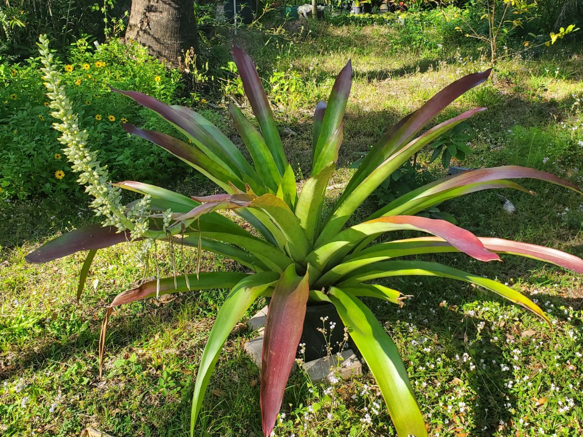 Like a prehistoric creature Androlepis skinneri is both beauty and the beast! #plantdad #plantlife #bromeliads #bonitabromeliads #bonitasprings #swfl #NatureBeauty #NaturePhotography #Tropical