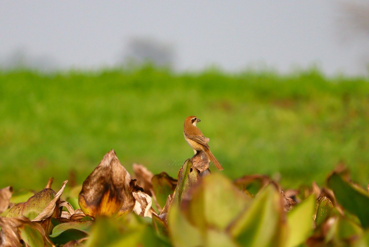 Never seen such dry scorching heatwave in my lifetime. 44° is new normal nowadays, the early summer famous norwester⛈ is missing due to dryness thus more heat to climb up! #IndiAves #birdwatching #BirdTwitter #ThePhotoHour #photography #Nature