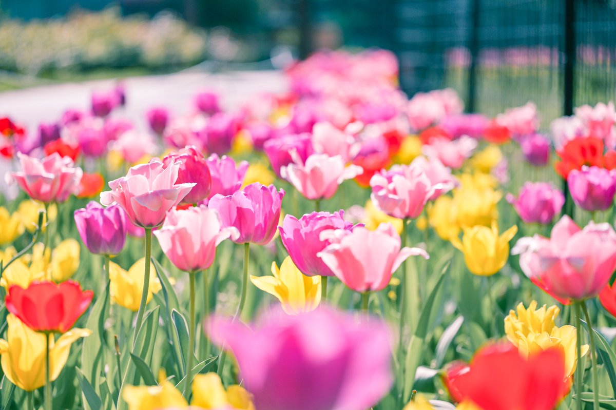 チューリップ🌷🌷

#photography