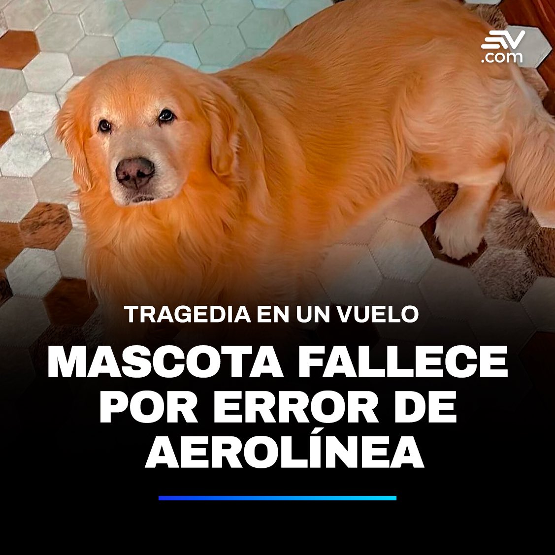 #Noticias | Joca, el golden retriever, murió por un error que cometió una de las tres pincipales aerolíneas de Brasil. ¿Qué sucedió?▶️ bit.ly/4aQSYWG