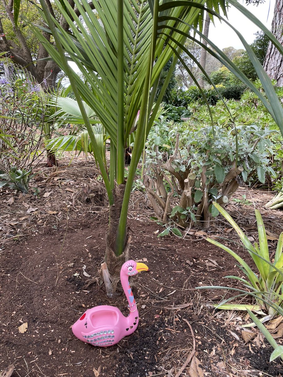 Happy late edition of 🦩 Friday 😜 It’s ALL go today in WBG as we revamp an area Every job needs a supervisor and the 🦩 is providing stern visual cues 🤡 The team have done an epic job 👏👏👏👏 I hope everyone’s day has been as productive and rewarding as ours 😉😊 #flamingo