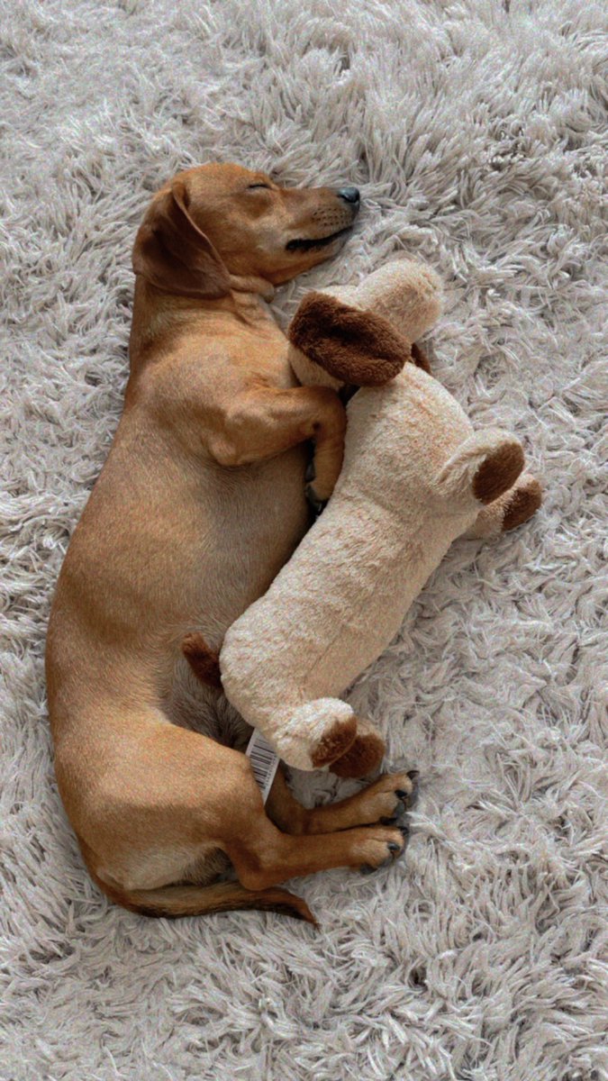 FanhyCaro's tweet photo. @contextdogs My baby 🤍 https://t.co/rbn7EnGuSI