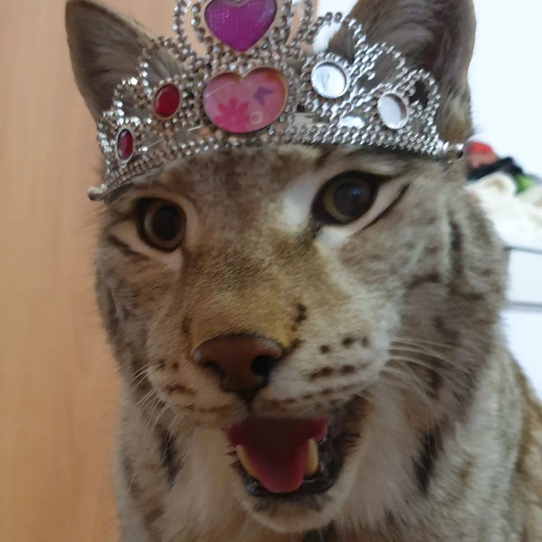 Dex The Serval tweet media