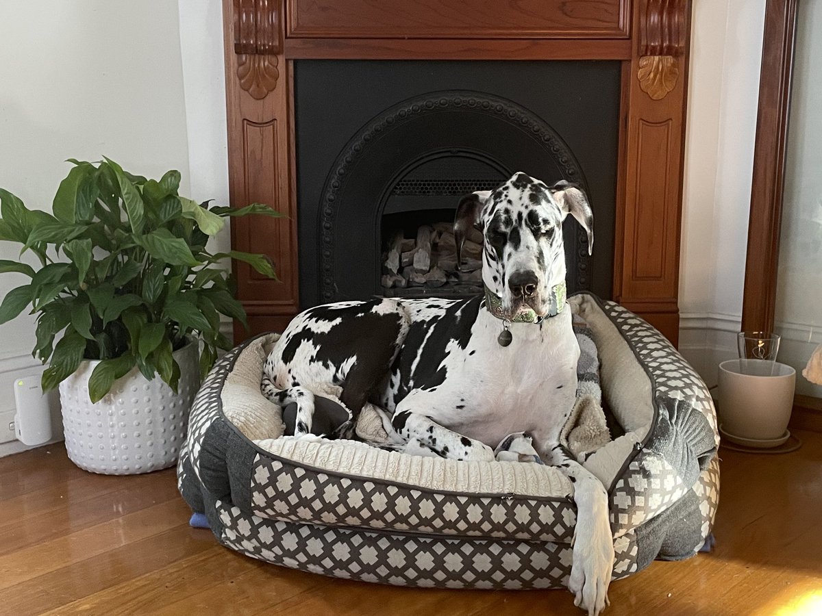 Not to be outdone by MrHendrix the Whippet, here’s Ms Piccolo the GreatDane. Enjoy!🤣🥰