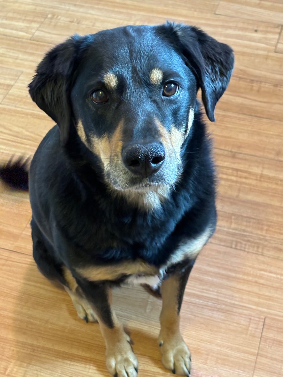 Ember’s #ThursdayThoughts: why aren’t you tossing me treats? I’m looking absolutely adorable!!!!