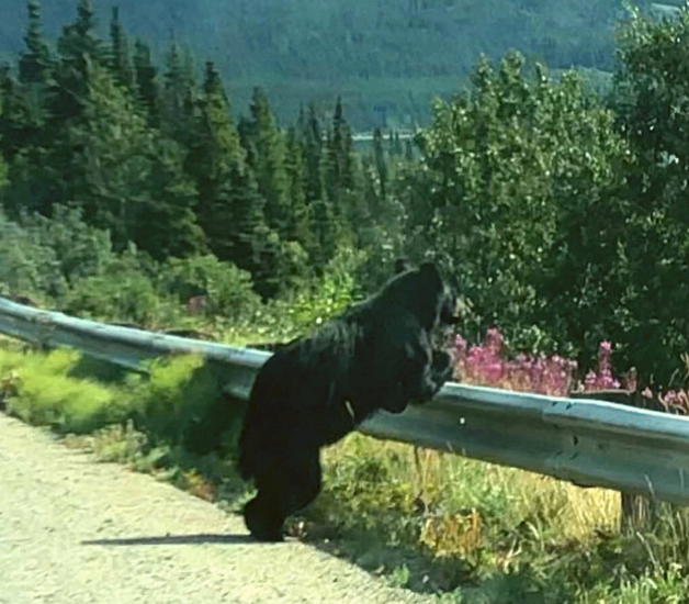 rileyevans43's tweet photo. Why do bears sit blankly on the side of the road?

Many reports suggest that people have observed bears in the wild exhibiting unusual behavior, such as standing or sitting motionless for extended periods in specific locations. These bears seem to do nothing except gaze at beautiful landscapes like paintings of sunsets, bodies of water, and mountains. There are few explanations as to why bears display such behavior, apart from the hypothesis that they simply find such scenes aesthetically pleasing and want to admire them.

Bears are known as fierce animals with immense strength from their giant claws. However, their appeal to humans is still significant. In fact, they even appear frequently on popular television shows. In the 1990s, a Canadian couple, Maureen Enns and Charles Russell, moved to Lake Kambalnoye on the Kamchatka Peninsula, Russia - a mostly uninhabited and wild area, to prove that humans can peacefully coexist with bears, one of the most feared and misunderstood creatures in the world.

They adopted three orphaned wild brown bears, but they did not raise them as pets. Instead, they taught them how to survive in the wild. In 1996, Maureen began to suspect that the bears were digging multiple dens in places where they could admire beautiful scenery, indicating that they also have a sensitivity to aesthetics. The following season, these bears often led her to locations where they had dug dens, and she believed her hypothesis was correct.

Despite bears appearing everywhere in the world, they are absent in Africa. At one point, experts on this continent classified a bear species within the local biological organization, known as the Atlas bear. The Atlas bear primarily lived in North Africa, especially in the Atlas Mountains. However, no one has seen this species, and it is believed that the last bears were killed in the 1870s.

"Within a week of our arrival in Kambalnoe with the bear cubs, I found them frequently curled up in dens and could observe them sitting calmly to gaze at the lake. We also discovered that in places with more beautiful scenery, they would dig more dens," she wrote.

Was Maureen's hypothesis correct? Do bears really have a sense of beauty? Although we do not have any scientific evidence, one thing we can be certain of is that bears are very intelligent. While their brains are hard to understand, their size and complexity suggest bears are more intelligent than previously thought.

Although not all bears exhibit the same behaviors, particularly in regard to subjective matters like beauty, it is interesting that some of them actually seek out and appreciate beautiful scenes.

Located in southeastern Alaska, near the city of Juneau, Admiralty Island is a remote island with an incredibly diverse ecosystem, covering over 4,100 square kilometers. This seems like a paradise for those who want to explore new lands or camp here. However, before doing so, consider the following information. Admiralty Island is also known as the home of North American brown bears, with a population density of about 1 bear per square kilometer. If you truly want to explore the forests here, it is best to go with an experienced guide.

The brown bear is the most common bear species in the world, found throughout Europe, North America, northern Africa, and Asia. Currently, the brown bear's habitat has been shrinking, but it is still considered a species that is less threatened by extinction. An estimated 200,000 brown bears exist.

The Grolar (or Pizzly) bear - a hybrid between a brown bear and a polar bear. Brown bears and polar bears typically avoid each other. Therefore, it is rare to see them mating. However, when the weather changes, they are spotted wandering in close proximity. This resulted in the creation of hybrids between the two species known as Grolar or Pizzly bears. These are the first naturally occurring hybrid bears found, as previous hybrid species only existed in zoos.

While most people do not hunt bears for meat, bear meat consumption has occurred in the past worldwide. In 2010, a rare incident took place in Azerbaijan, where Anar Mammadov, after becoming intoxicated, ordered a restaurant to slaughter and roast bear meat for him and his friends to eat. As Anar was the son of a high-ranking official, the restaurant staff could not refuse, but they charged a hefty price of $1 million for this special dish.