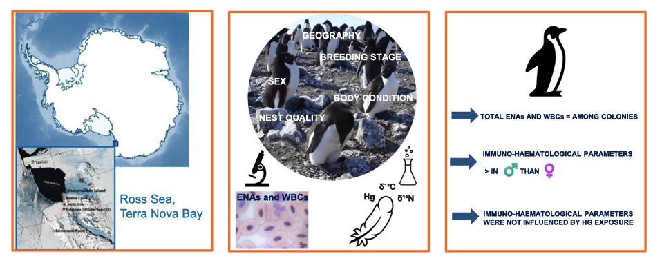 Still lots to learn about the pressures that Antarctic penguins face. Here a study address approaches to study stress ecology from blood samples, and relate them to Mercury levels, body condition, nest position. 👉sciencedirect.com/science/articl…