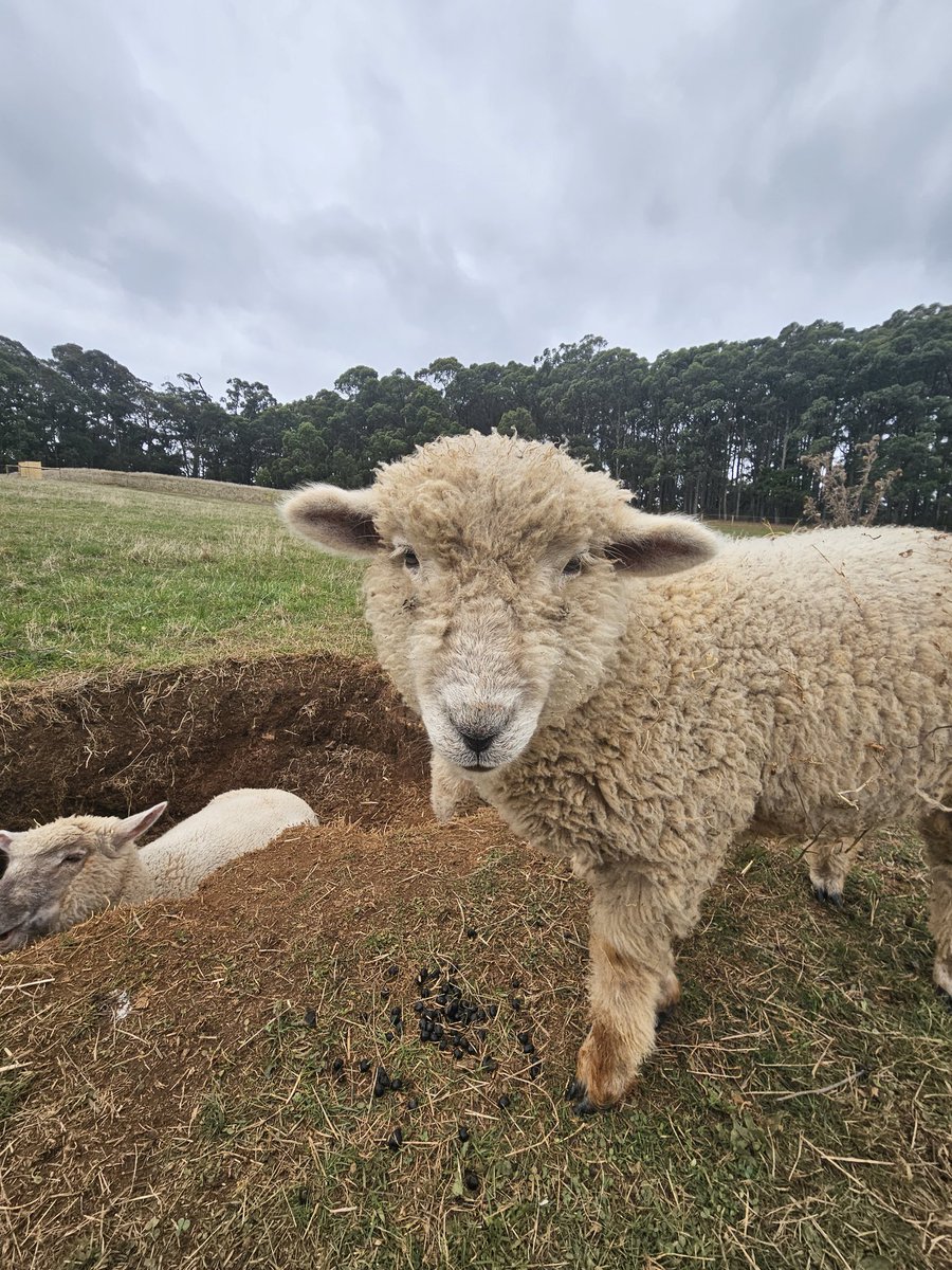 It's Friday Farm day.

I think the sheep are transitioning to wombats

#FarmLife #Australia