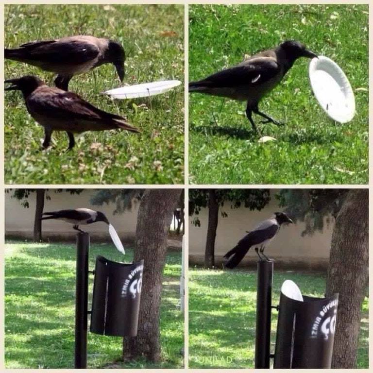 Love the environment you live in. Be like this crow.