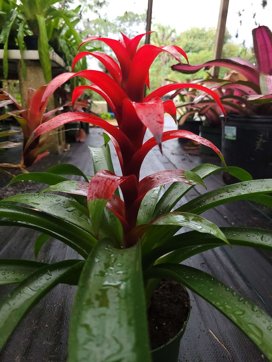Blooming Guzmania after a light spring rain in South West Florida. We stock over 300 types of bromeliads! #plants #airplants #orchids #nature #NaturePhotography #plantlife #plantdad