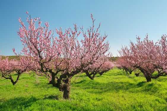 Jarní příroda - pohled na kvetoucí ovocné stromy