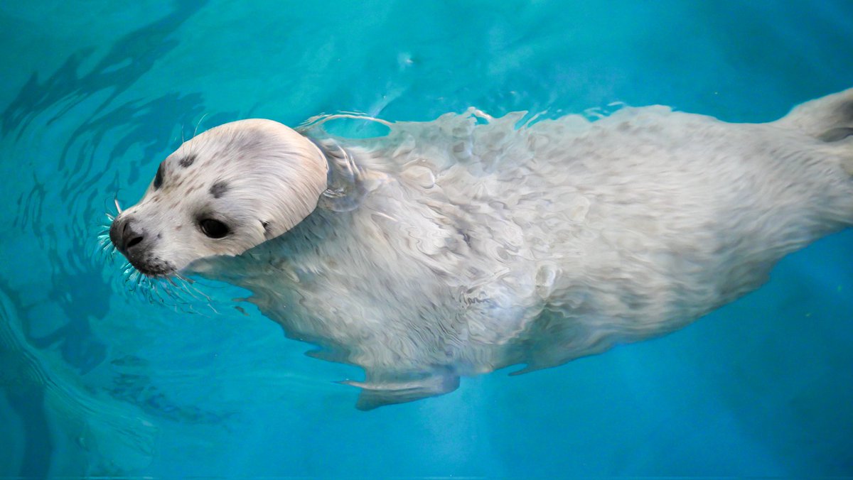 2024.04.06
男鹿水族館GAO

しろいみずき仔詰め合わせ。