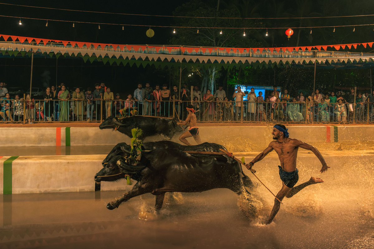 Photos I took of Kambala festival in India.